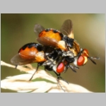 Gymnosoma sp - Raupenfliege 23b 7mm Sandgrube Niedringhaussee.jpg